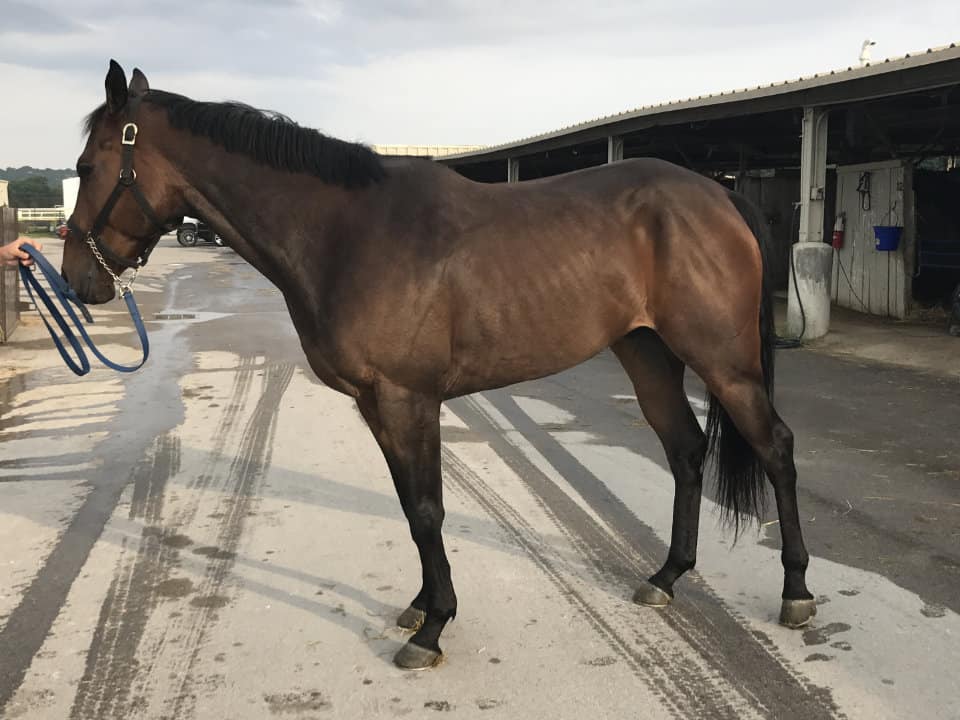 "Guy" - 16.2 hh Thoroughbred Gelding For Sale