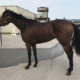 "Moose" - 2013 Thoroughbred Horse For Sale