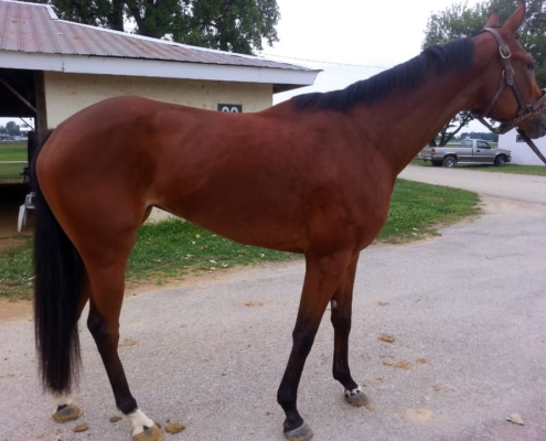 "Song" - 16.2 hand 3YO Thoroughbred Filly For Sale