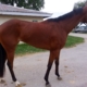 "Song" - 16.2 hand 3YO Thoroughbred Filly For Sale