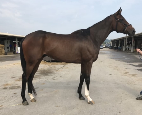 "Time" - Thoroughbred Horse For Sale - Bits & Bytes Farm