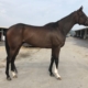 "Time" - Thoroughbred Horse For Sale - Bits & Bytes Farm