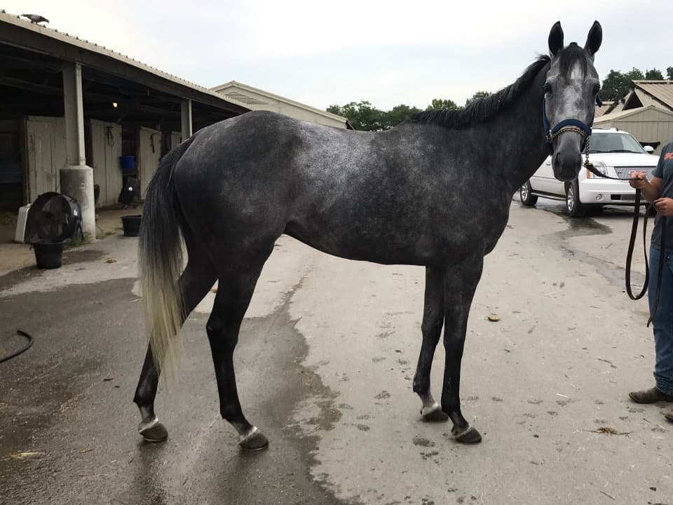 "Rum" - Dappled Gray Thoroughbred Horse For Sale