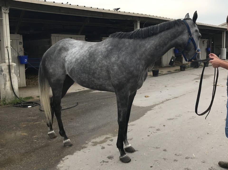 "Rum" - Dappled Gray Thoroughbred Horse For Sale