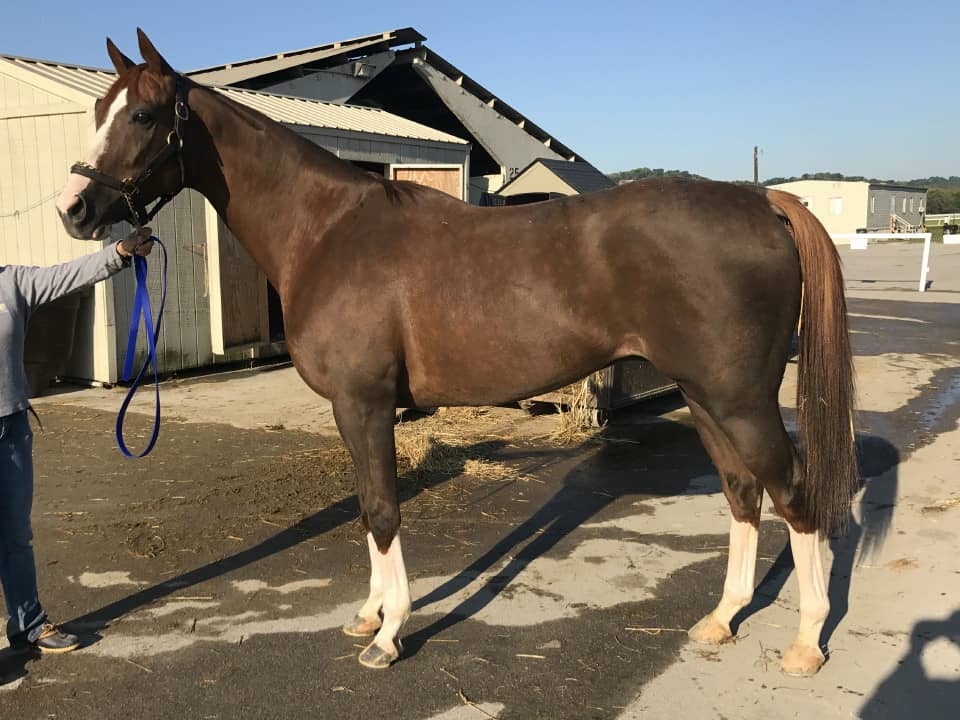 Ista One - Thoroughbred Horse For Sale - RRP Eligible