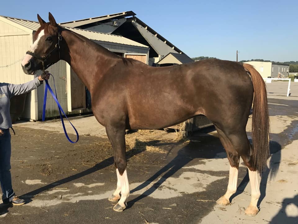 Ista One - Thoroughbred Gelding For Sale - RRP Eligible