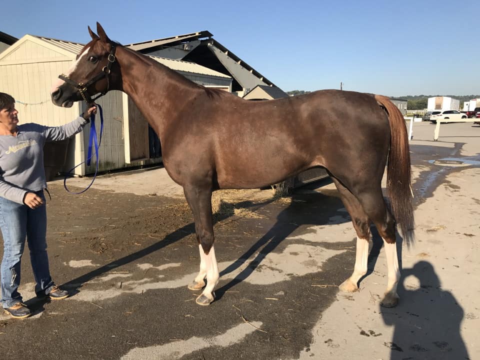 Ista One - Thoroughbred Gelding For Sale - RRP Eligible