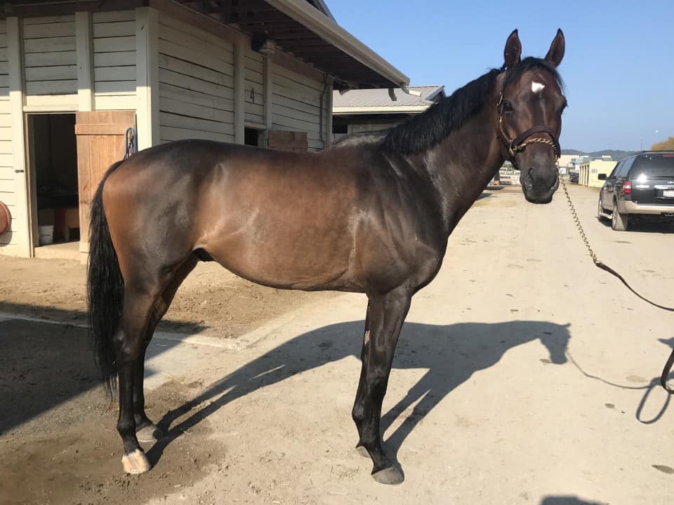King - Thoroughbred Horse For Sale - Bits & Bytes Farm