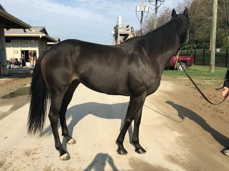 My Prize Black Thoroughbred Horse For Sale Bits Bytes Farm 20170920 002