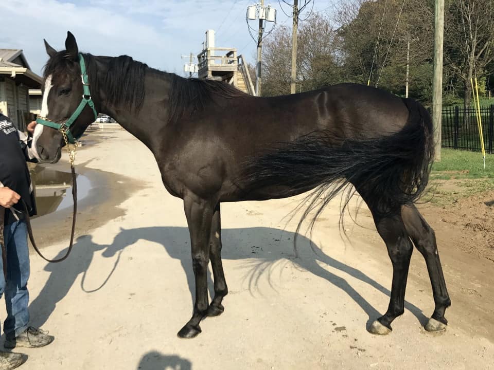 My Prize Black Thoroughbred Horse For Sale Bits Bytes Farm 20170920 005