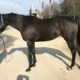 My Prize Black Thoroughbred Horse For Sale Bits Bytes Farm 20170920 006