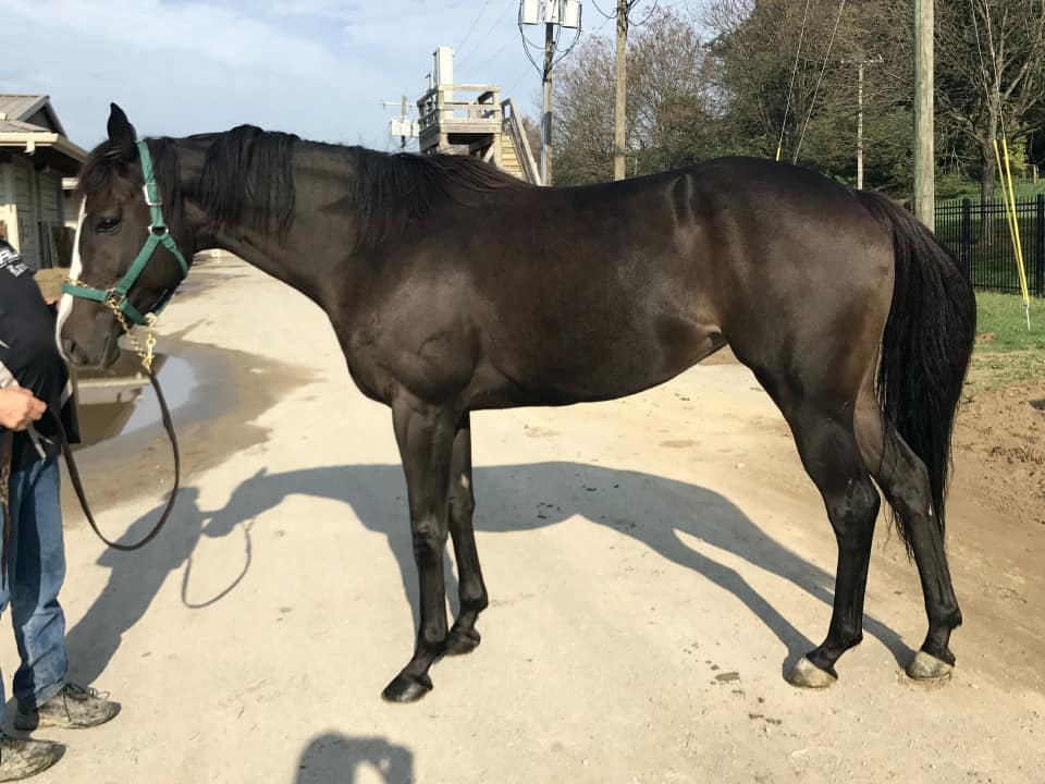 My Prize Black Thoroughbred Horse For Sale Bits Bytes Farm 20170920 006