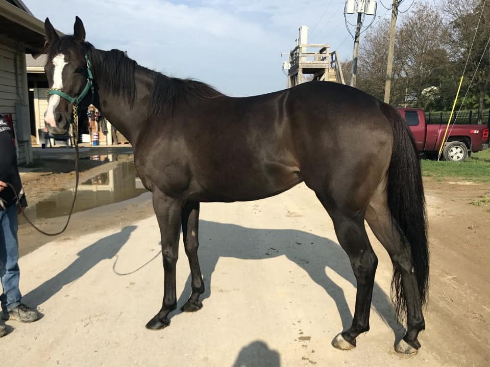 My Prize Black Thoroughbred Horse For Sale Bits Bytes Farm 20170920 012