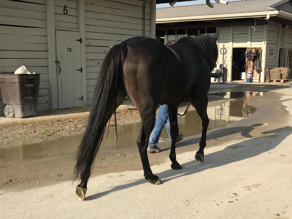 My Prize Black Thoroughbred Horse For Sale Bits Bytes Farm 20170920 019