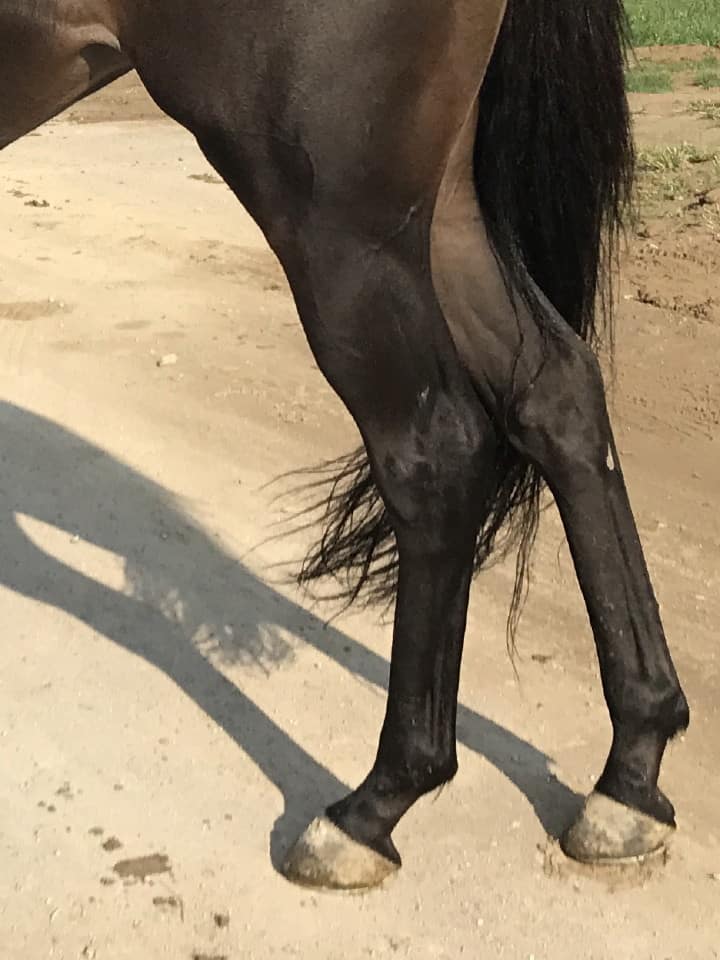 My Prize Black Thoroughbred Horse For Sale Bits Bytes Farm 20170920 025