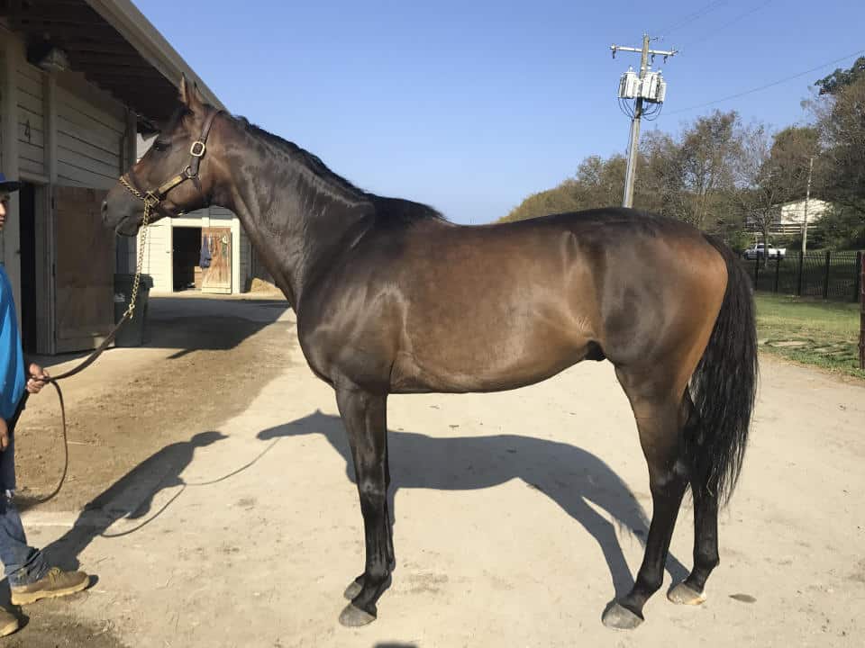 King - Thoroughbred Horse For Sale - Bits & Bytes Farm