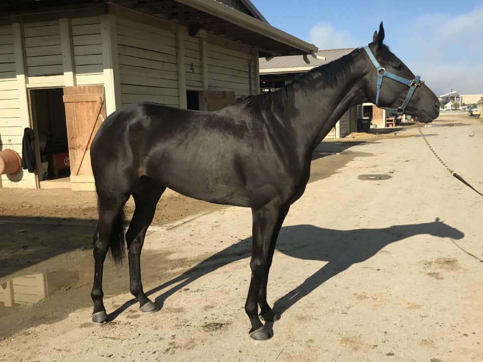 Vhaar She Goes Thoroughbred Mare For Sale 20170915 001