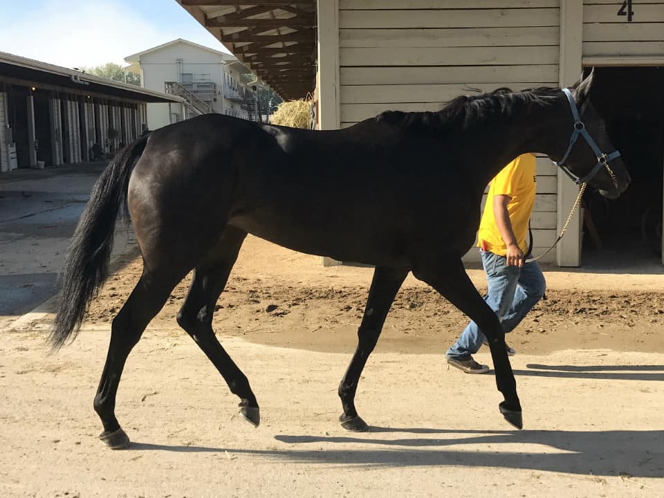 Vhaar She Goes Thoroughbred Mare For Sale 20170915 002