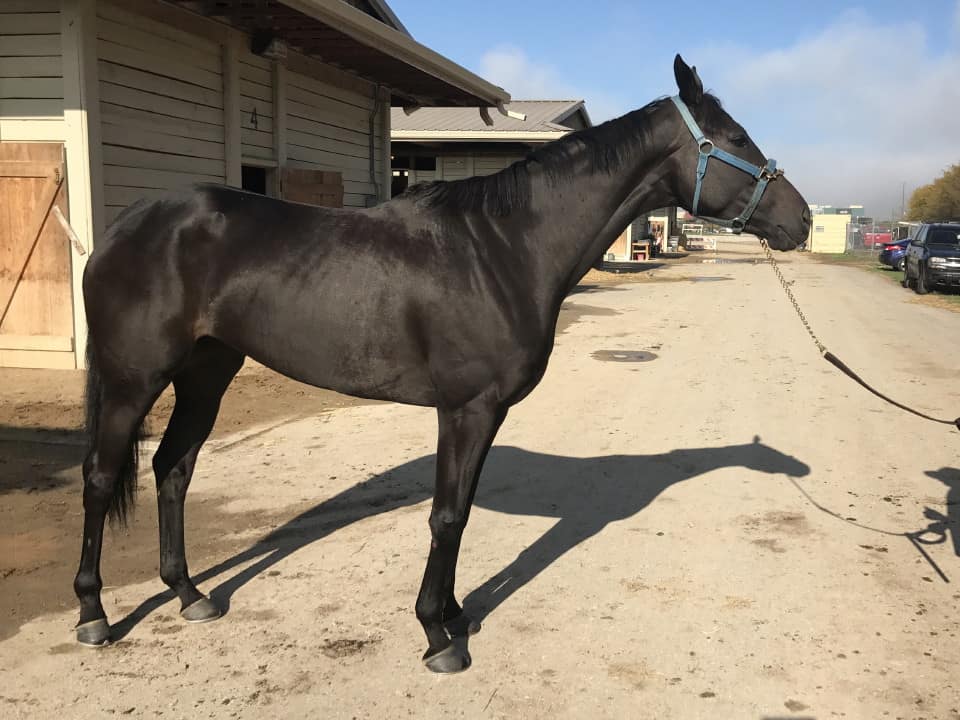 Vhaar She Goes Thoroughbred Mare For Sale 20170915 005