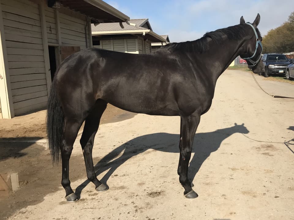 Vhaar She Goes Thoroughbred Mare For Sale 20170915 006