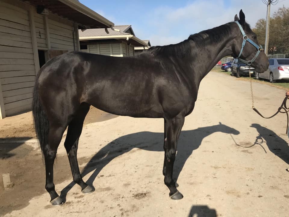 Vhaar She Goes Thoroughbred Mare For Sale 20170915 007