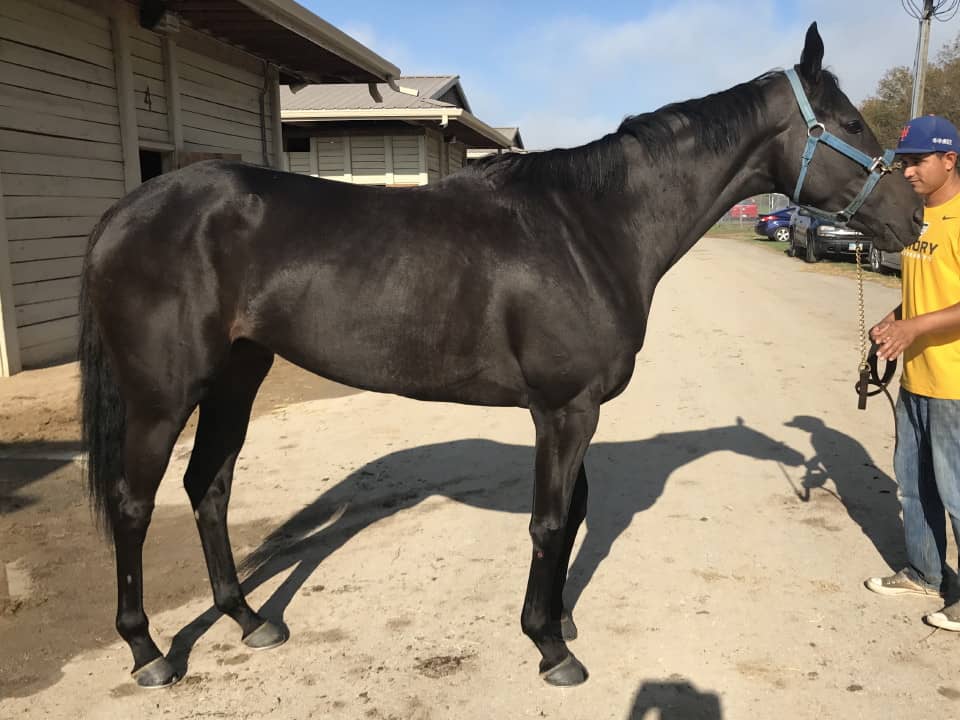 Vhaar She Goes Thoroughbred Mare For Sale 20170915 008