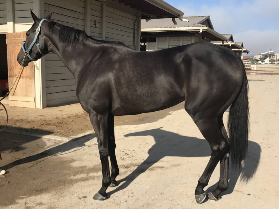 Vhaar She Goes Thoroughbred Mare For Sale 20170915 018