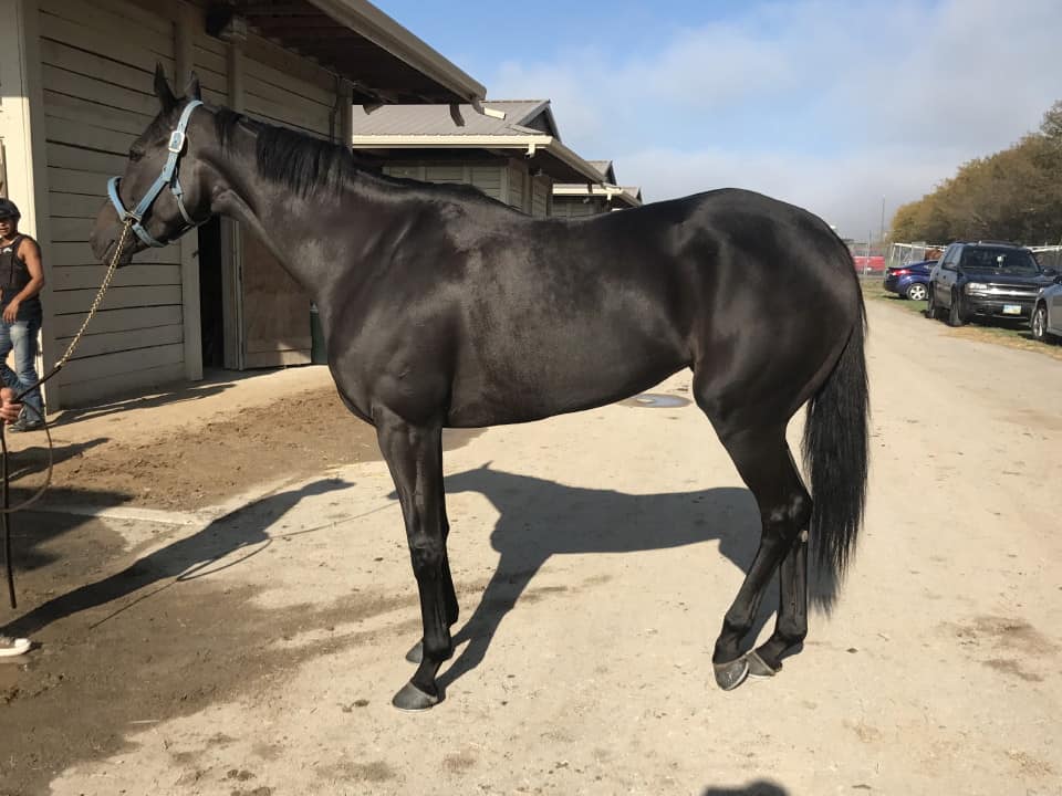 Vhaar She Goes Thoroughbred Mare For Sale 20170915 020