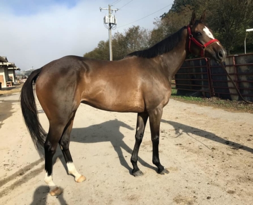 "Jean"- Thoroughbred Mare For Sale - Bits & Bytes Farm