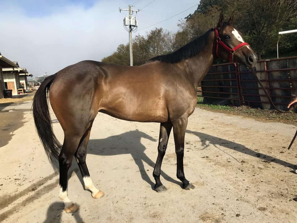 "Jean" - 2012 Bay Thoroughbred Mare For Sale - Bits & Bytes Farm