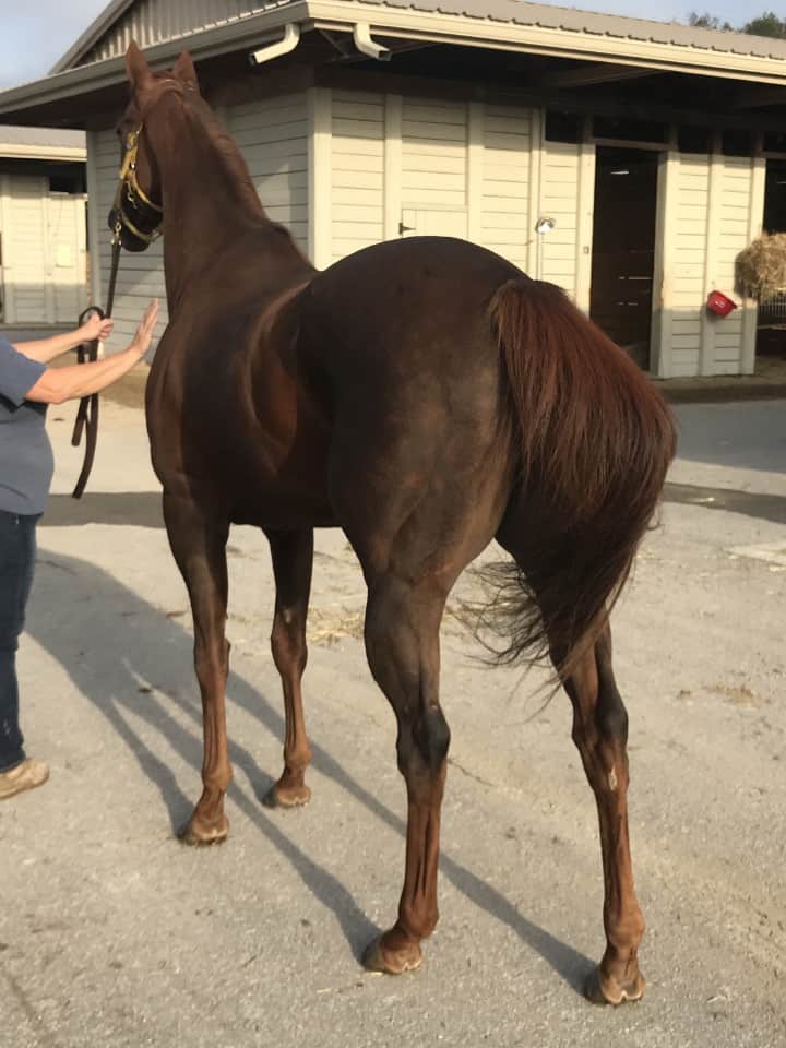 Star - Thoroughbred Horse For Sale - bits & Bytes Farm