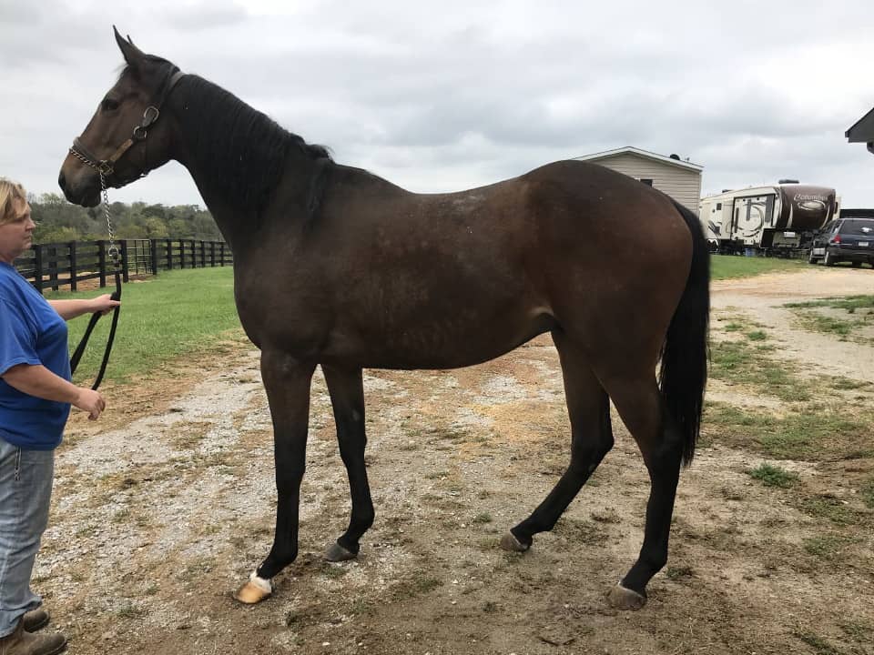 Outlaw Thoroughbred Horse For Sale 20171012 001
