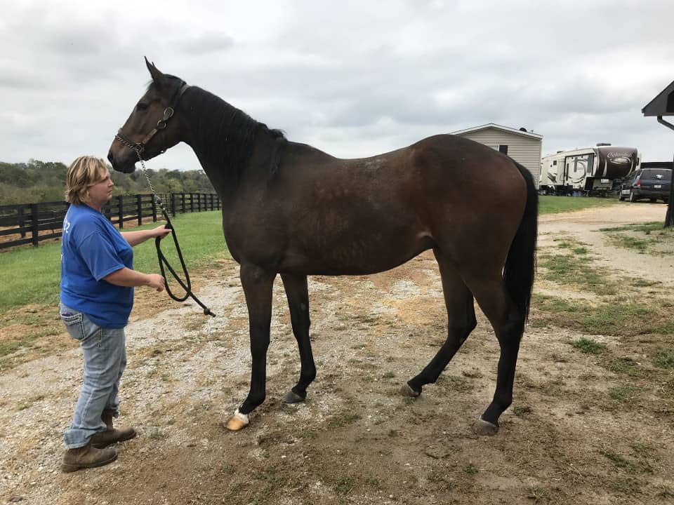 Outlaw Thoroughbred Horse For Sale 20171012 002