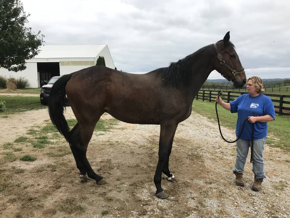 Outlaw Thoroughbred Horse For Sale 20171012 013
