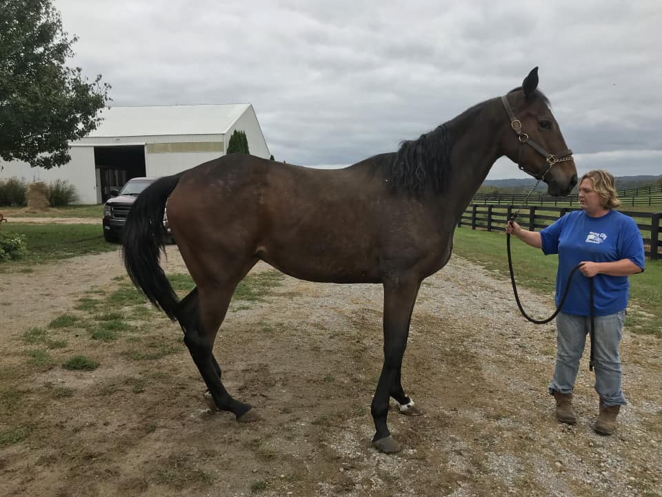 Outlaw Thoroughbred Horse For Sale 20171012 014