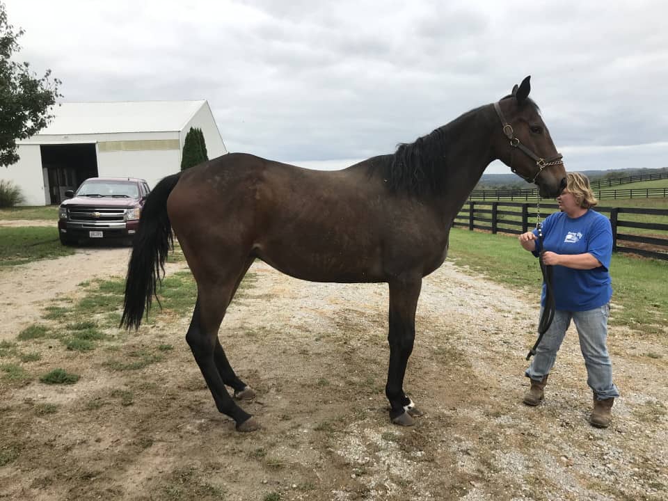 Outlaw Thoroughbred Horse For Sale 20171012 015