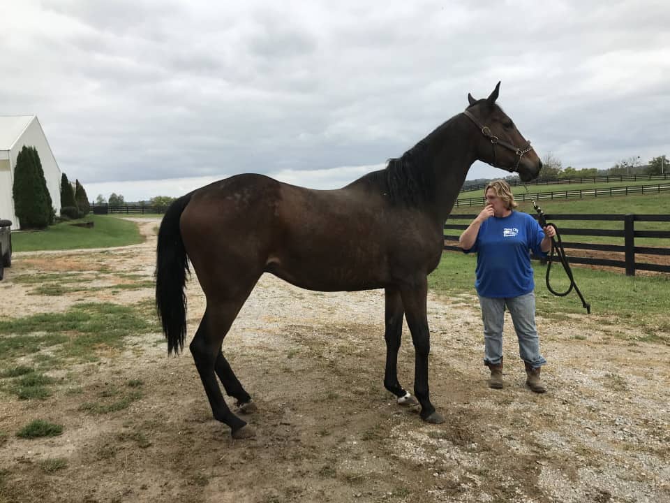 Outlaw Thoroughbred Horse For Sale 20171012 017