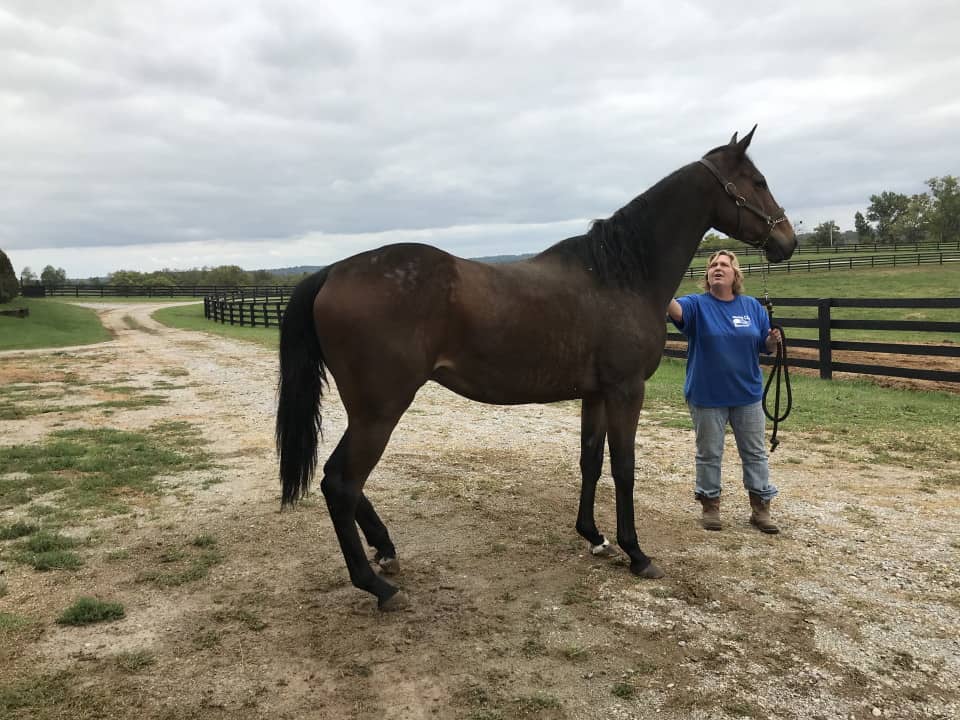 Outlaw Thoroughbred Horse For Sale 20171012 018