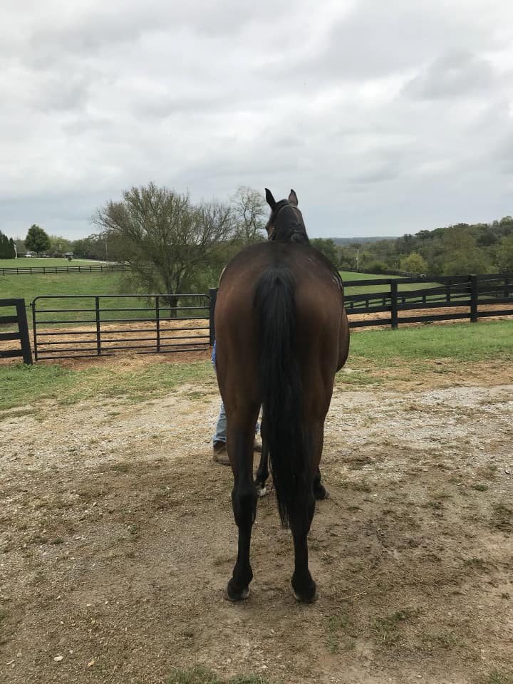 Outlaw Thoroughbred Horse For Sale 20171012 019