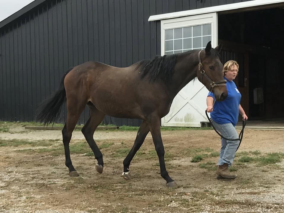 Outlaw Thoroughbred Horse For Sale 20171012 027