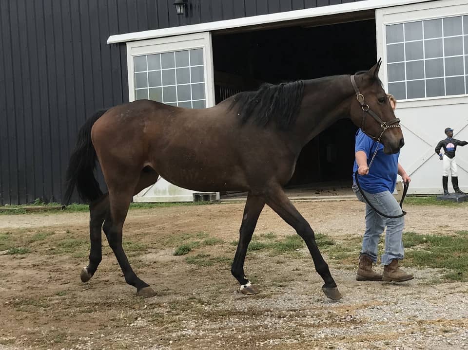 Outlaw Thoroughbred Horse For Sale 20171012 028