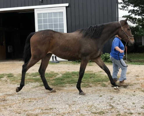 Outlaw Thoroughbred Horse For Sale 20171012 030