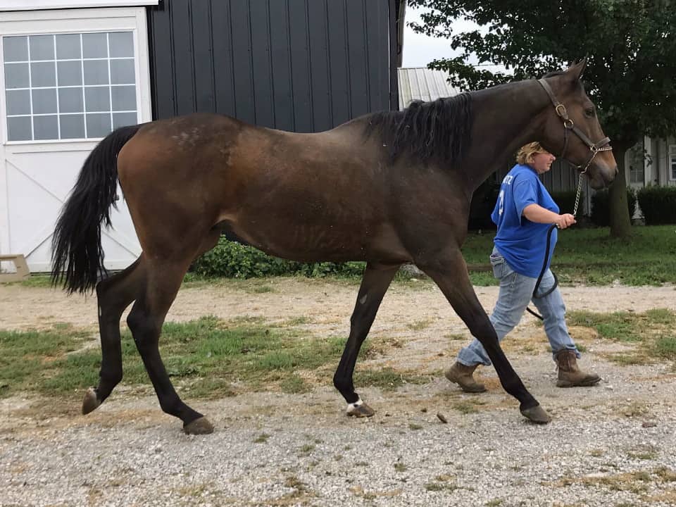 Outlaw Thoroughbred Horse For Sale 20171012 031