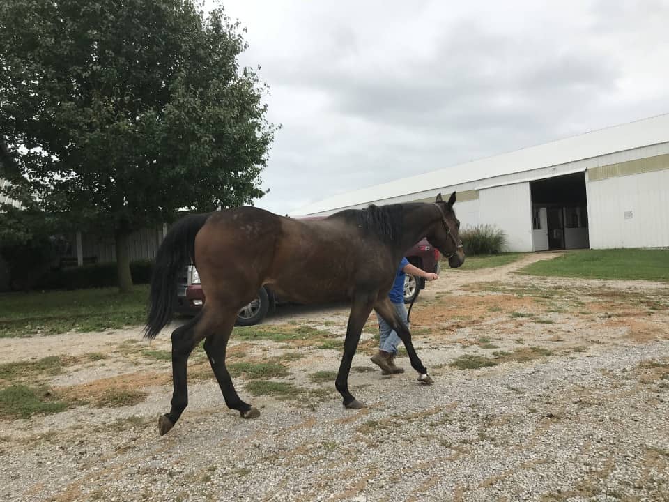 Outlaw Thoroughbred Horse For Sale 20171012 035