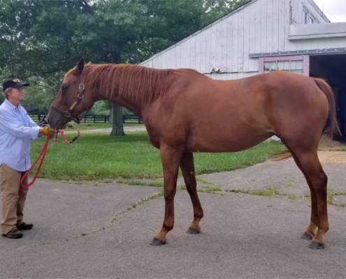 Runaway Beauty - Thoroughbred Mare For Sale
