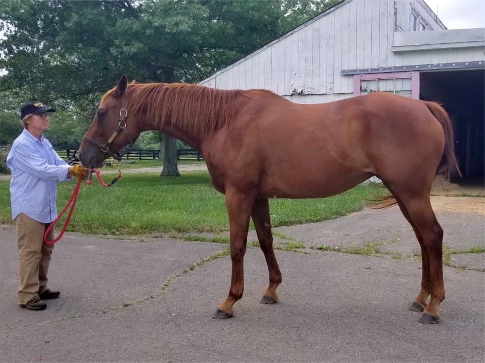 Runaway Beauty - Thoroughbred Mare For Sale