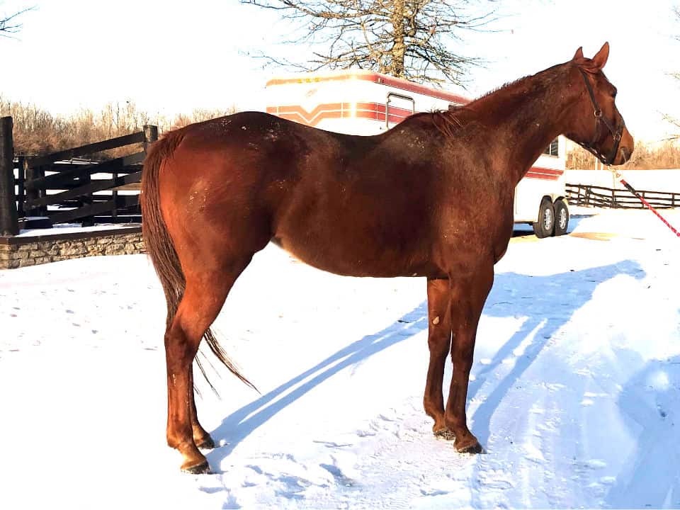 Runaway Beauty Thoroughbred mare for sale