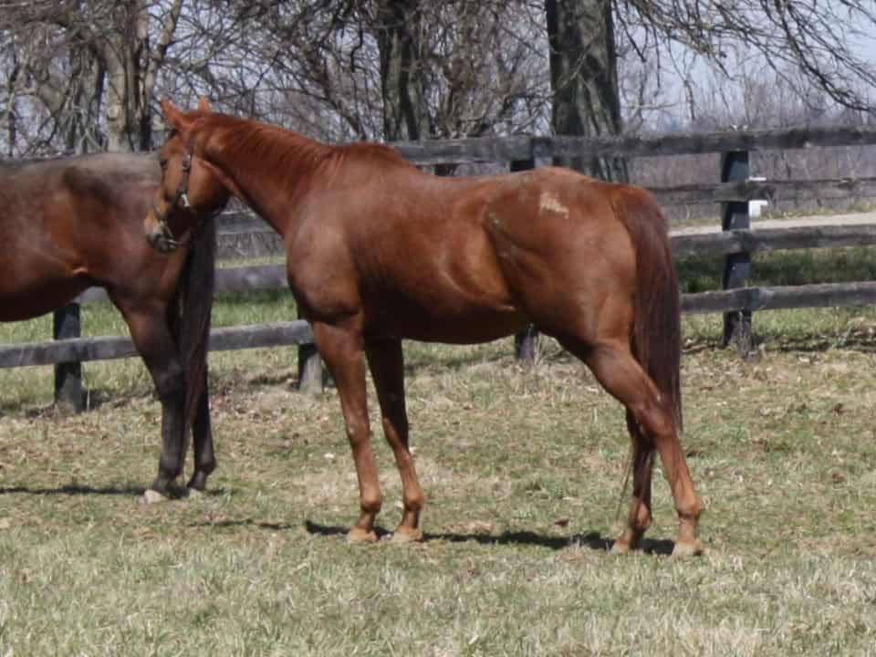 runaway beauty thoroughbred mare for sale 20180211 06a