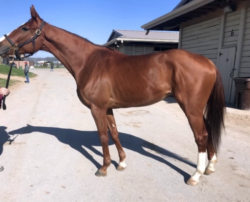 "The Pie" - Thoroughbred horse for sale