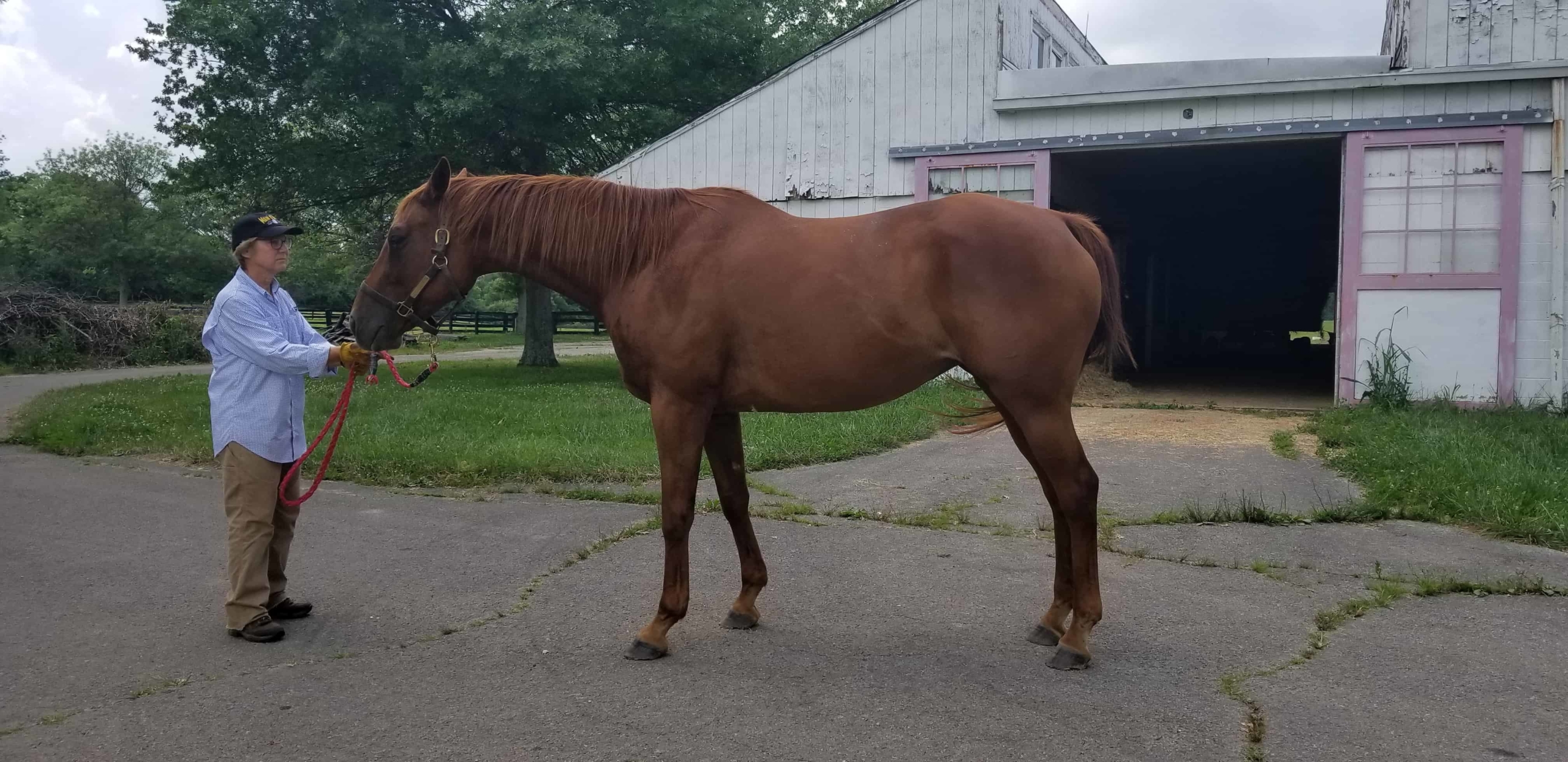 runaway bRunaway Beauty - Thoroughbred Mare For Sale
